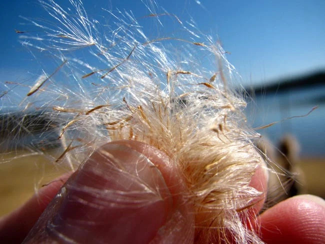 Narrow Leaf Cattail Typha Angustifolia – Perennial Wetland Flower Seeds
