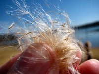 Narrow Leaf Cattail Typha Angustifolia – Perennial Wetland Flower Seeds