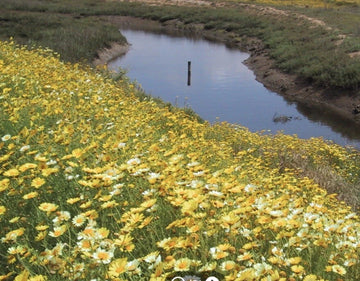 Garland Daisy Glebionis Coronaria Colorful Garden Flower Seeds