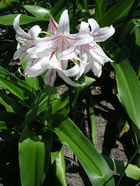 Crinum Lily Exotica Jumbo Blooming-size Bulb New Amazing - Flower