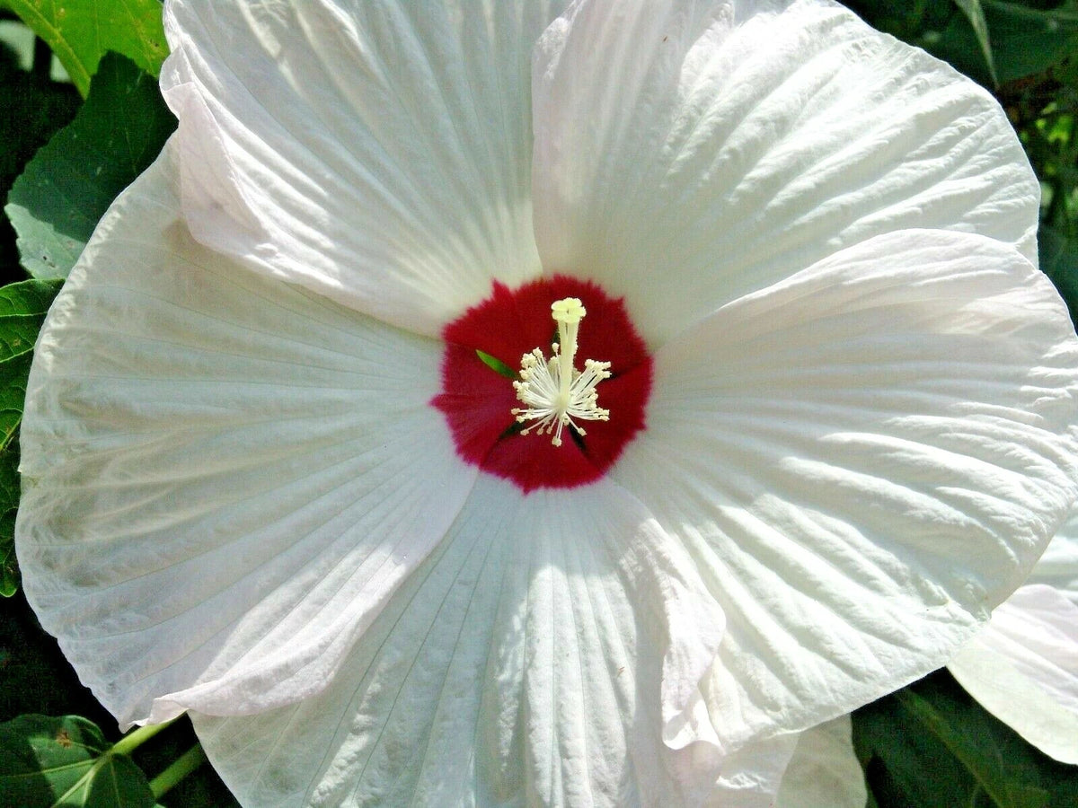 Luna White Hibiscus Hibiscus Moscheutos – Hardy Perennial Flower Seeds