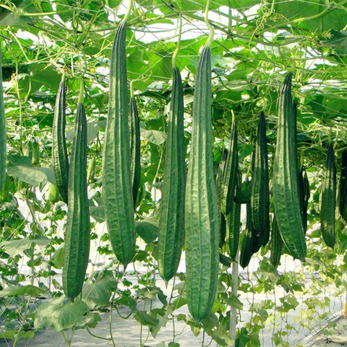 Extra Long Luffa Gourd – Climbing Vegetable Seeds