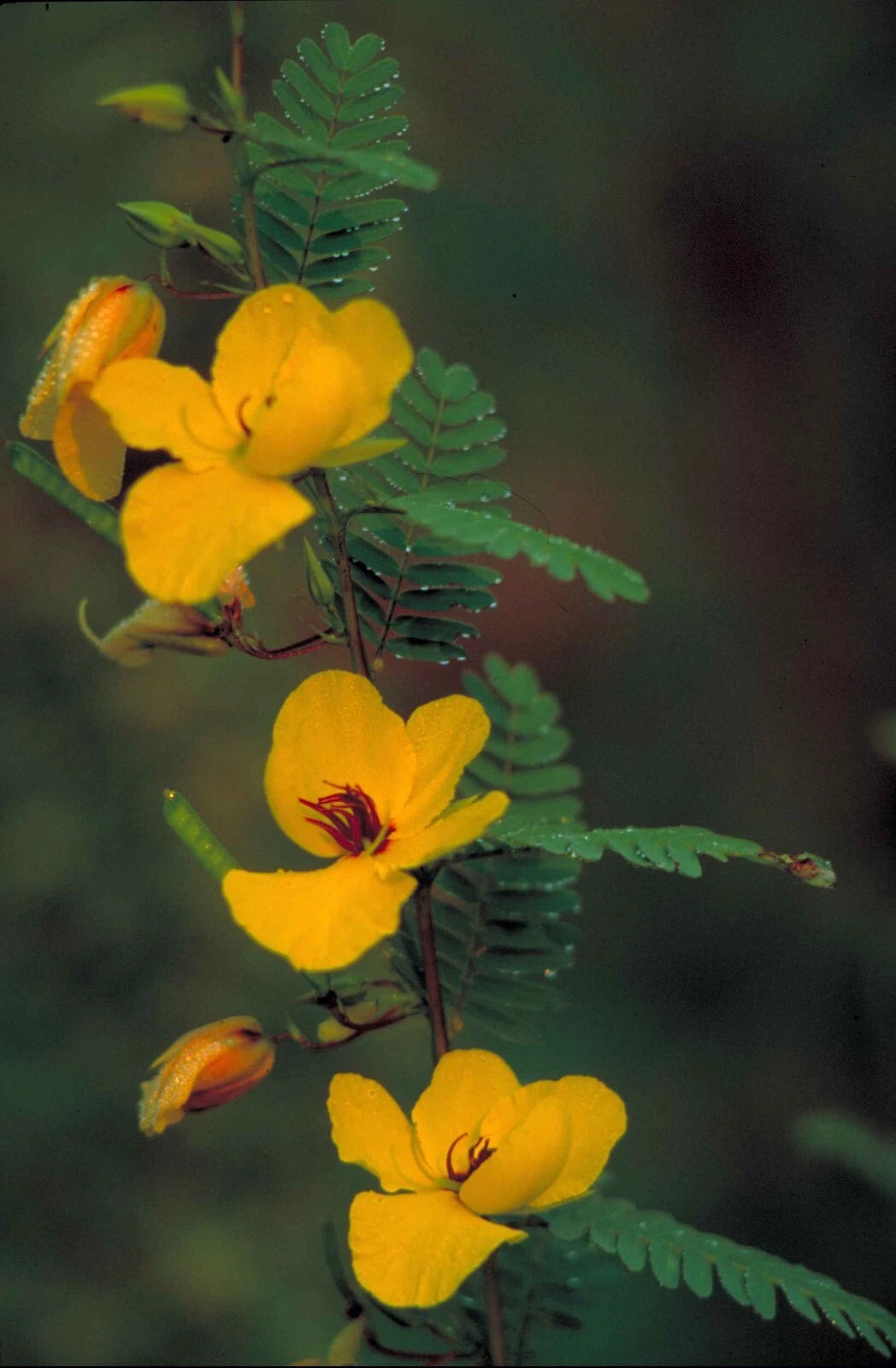 Partridge Pea Chamaecrista Fasciculata Wildflower Garden Seeds
