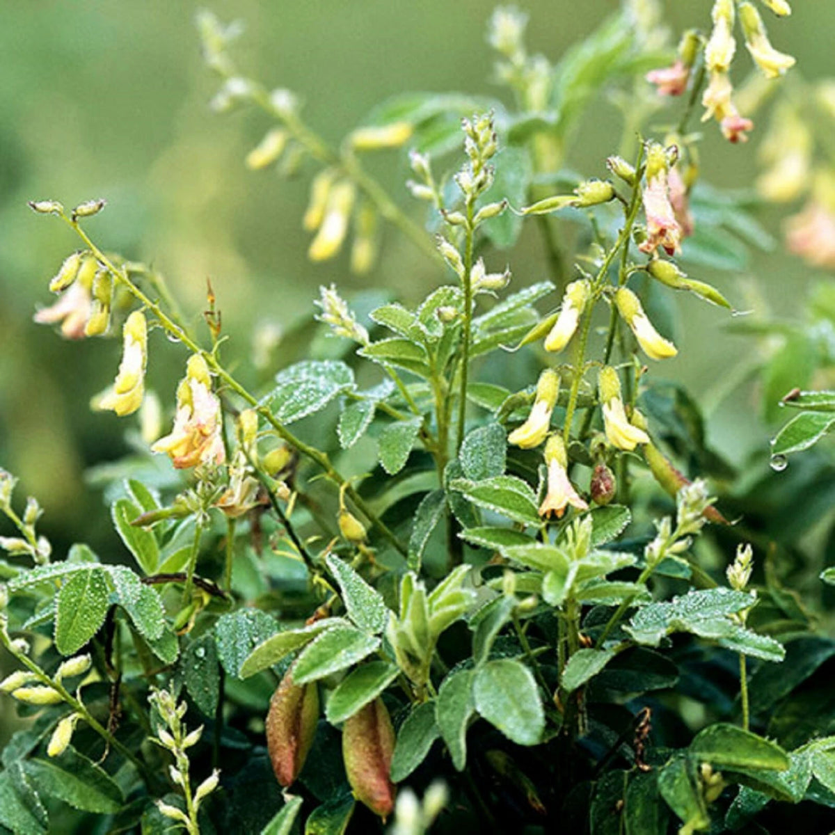 Milkvetch Astragalus Membranaceus – Perennial Flowering Herb Seeds