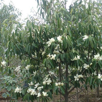 Michelia Macclurei – Fragrant Evergreen Magnolia Tree Seeds
