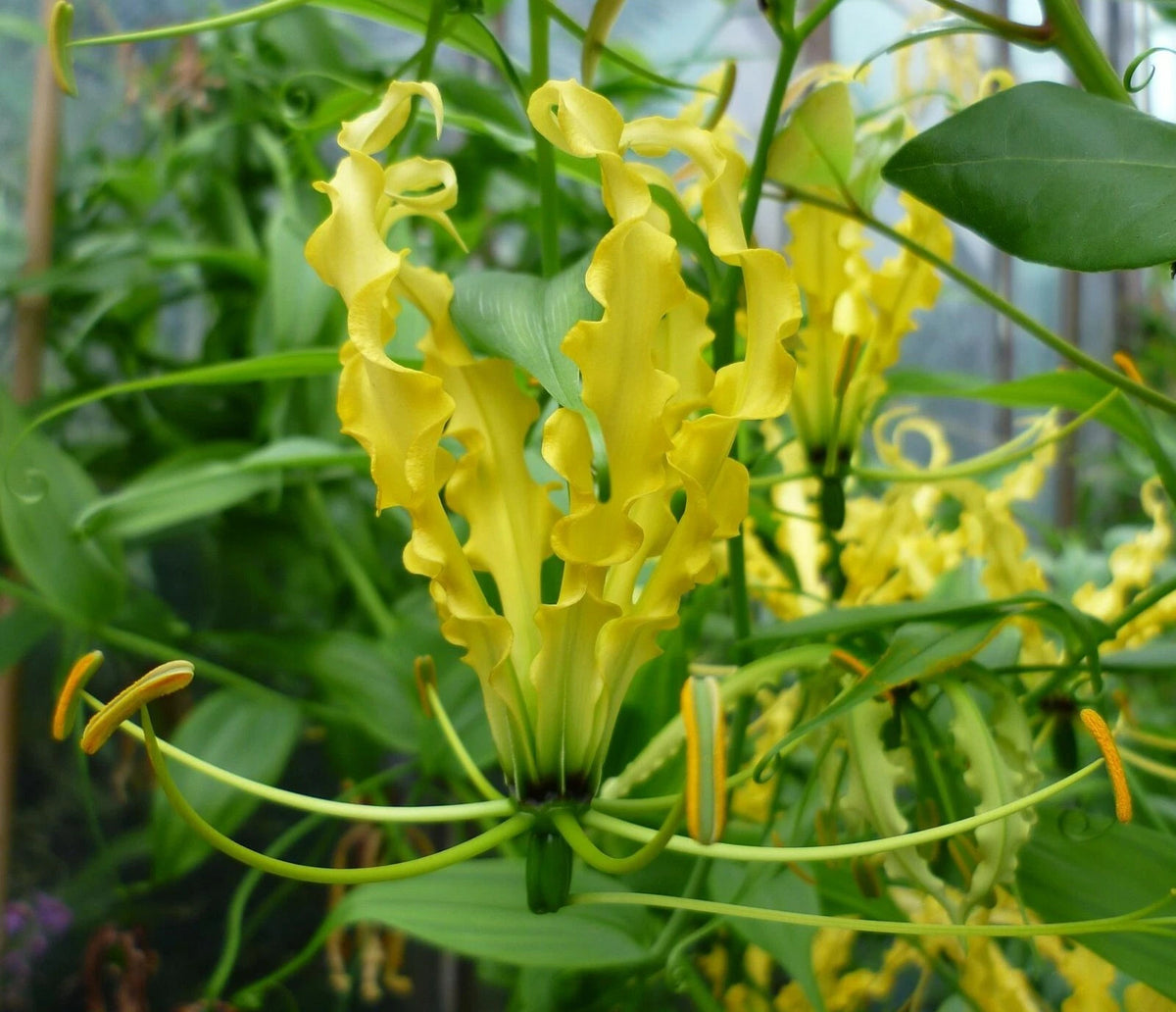 Gloriosa Lutea Climbing Flame Yellow Lily Flower Seeds
