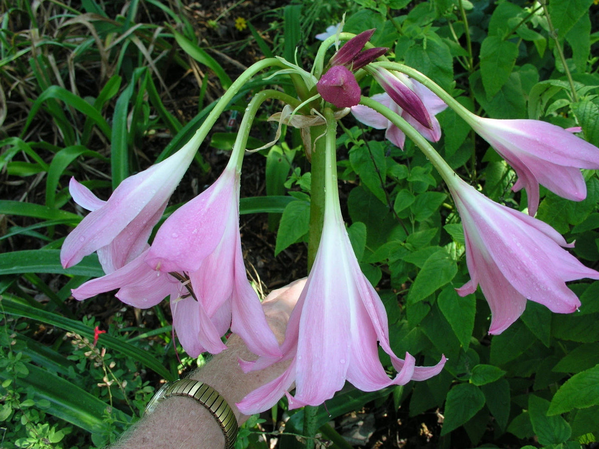 Crinum Lily Emma Jones Medium-size Bulb New - Flower Seeds