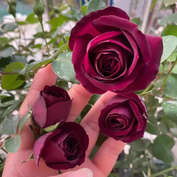 Violet Rose Perennial Garden Flower Bush Seeds