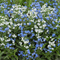 Cynoglossum Amabile Seeds Chinese Forget Me Nots Blue Showers Hounds Tongue Category eg, Flower Seeds