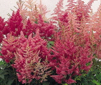 Astilbe Astilbe Arendsii – Showstar Mixed Color Flower Seeds