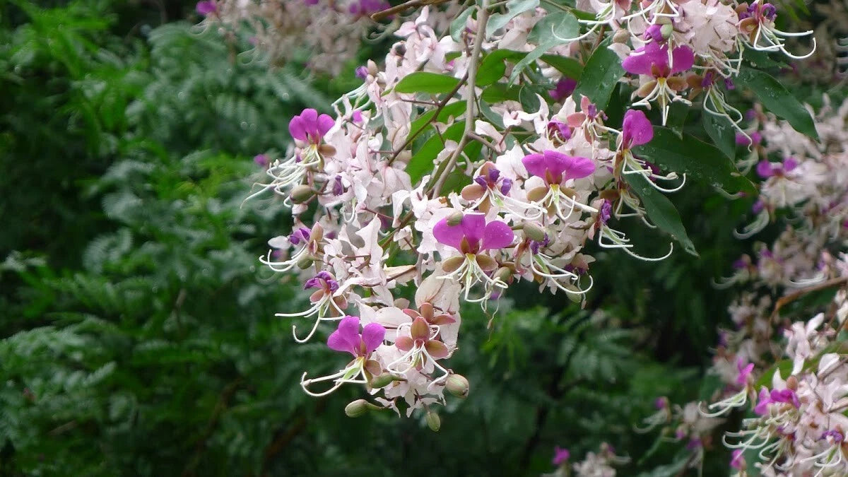 Lysidice Rhodostegia – Fragrant Flowering Shrub Tree Seeds