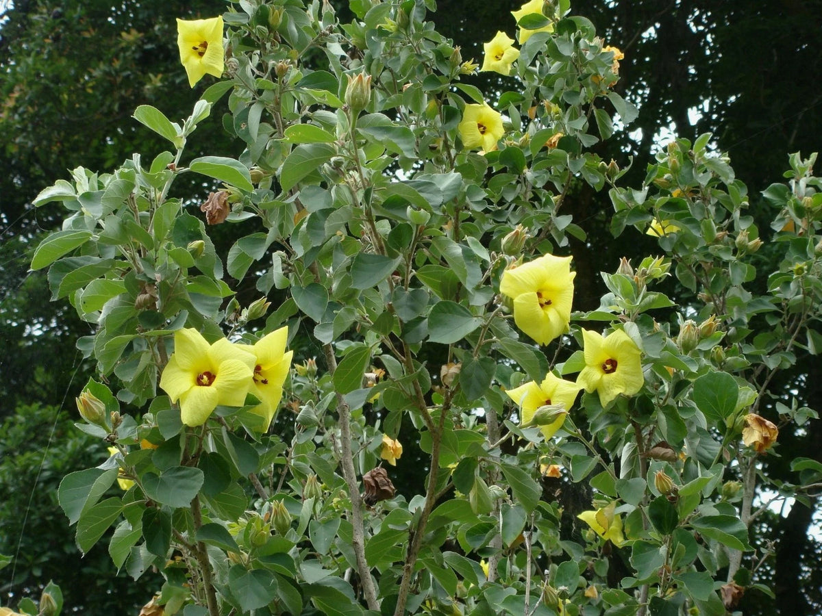 Yellow Hibiscus Talipariti Hamabo – Bright Garden Flower Seeds