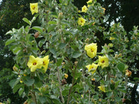Yellow Hibiscus Talipariti Hamabo – Bright Garden Flower Seeds