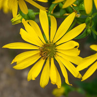 Rosin Weed – Colorful Wildflower Garden Seeds