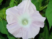 Light Pink Kawaii – Garden Flower Seeds for Planting