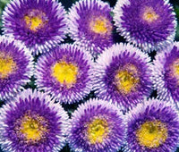 Aster Pompon Blue Moon Callistephus Chinensis – Dwarf Pompon Garden Flower Seeds
