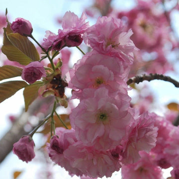 Prunus Serrulata Japanese Cherry Blossom Tree Seeds