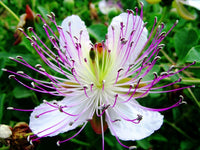 Caper Bush Capparis Spinosa Edible Herb Garden Seeds