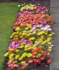 Livingston Daisy Ice – Colorful, Mixed Flower Seeds for Planting