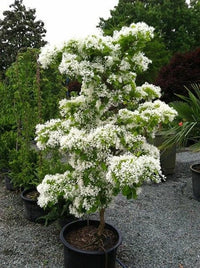 Chinese Fringe Tree Chionanthus Retusus Cold Hardy Ornamental Tree Seeds