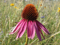 Purple Coneflower Echinacea Purpurea – Perennial Flower Seeds