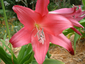 Crinum Lily Clawed – Garden Flower Seeds for Planting
