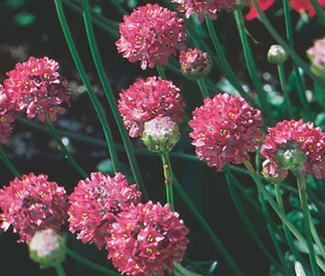Armeria Joystick Mix Armeria Maritima – Hardy Garden Flower Seeds