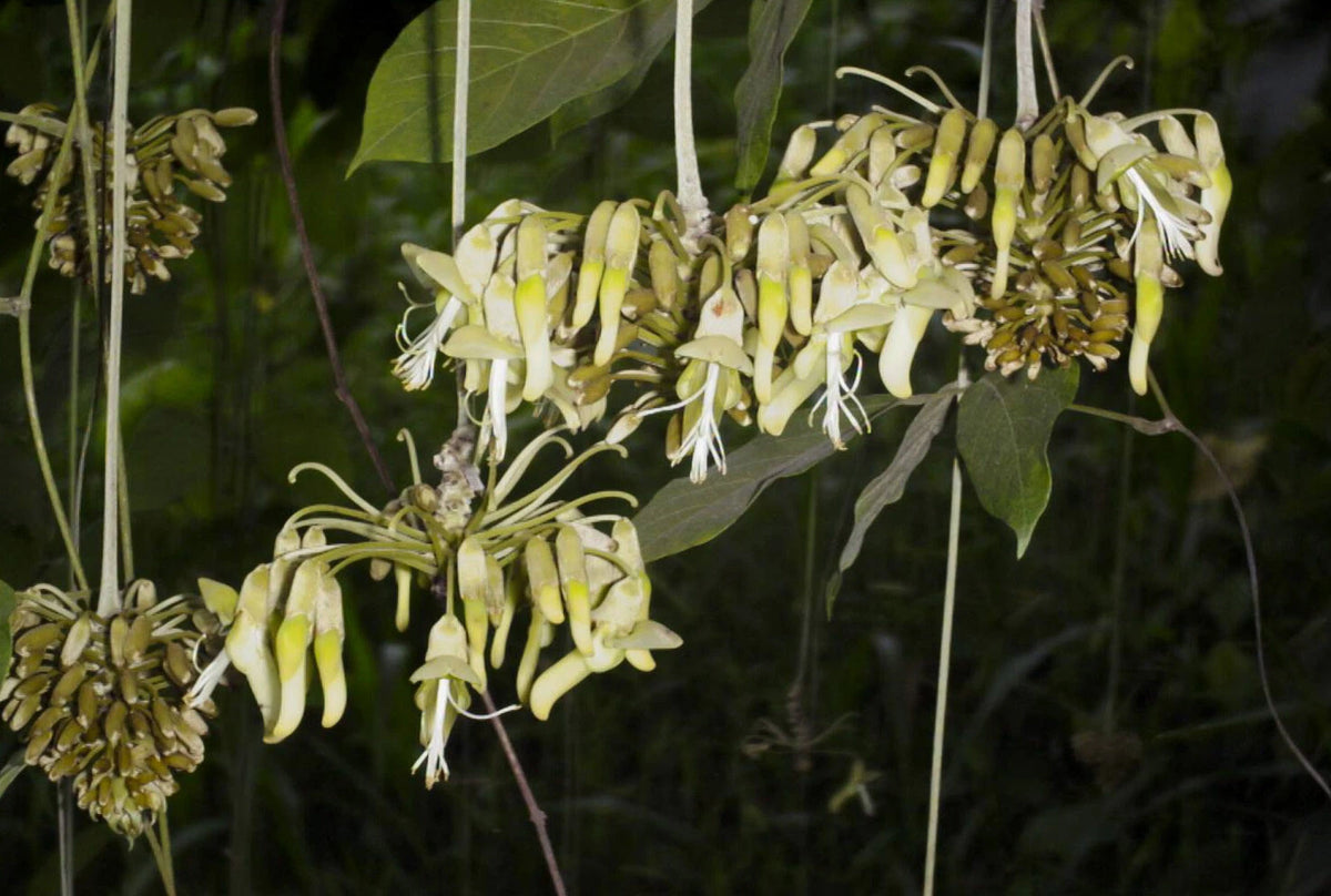 Sea Bean Mucuna Holtonii – Climbing Woody Vine Seeds