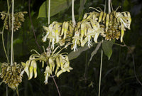Sea Bean Mucuna Holtonii – Climbing Woody Vine Seeds