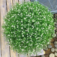 Babys Breath Flower – Garden Flower Seeds