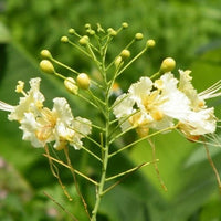 Caesalpinia Pulcherrima White Ornamental Shrub Tree Seeds