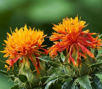 Safflower Carthamus Tinctorius Annual Herb Garden Seeds