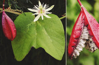 Red Passiflora Rubra – Climbing Flower Seeds