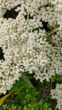 California Buckwheat Eriogonum Fasciculatum Hardy Garden Flower Seeds