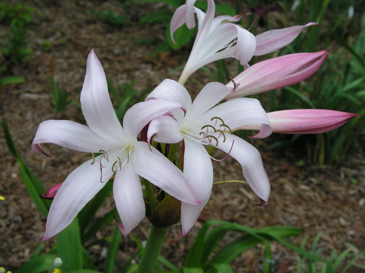 Crinum Lily Alamo – Garden Flower Seeds for Planting