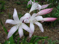 Crinum Lily Alamo – Garden Flower Seeds for Planting
