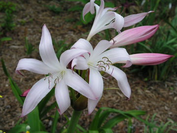 Crinum Lily Alamo – Garden Flower Seeds for Planting
