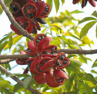 Sterculia Foetida – Java Olive Ornamental Tree Seeds