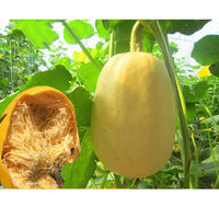 Spaghetti Squash Summer Vegetable Seeds