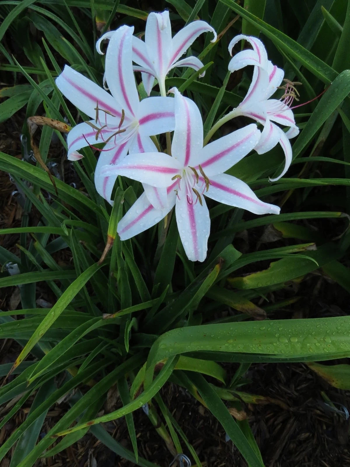 Crinum Lily Marcelle – Garden Flower Seeds