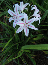 Crinum Lily Marcelle – Garden Flower Seeds