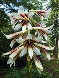 Cardiocrinum Giganteum Giant Himalayan Lily Fragrant Perennial Flowers – Colorful Garden Flower Seeds Product Image – High Quality Seeds for Gardeners