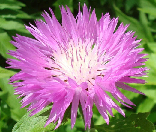 Persian Cornflower Centaurea Dealbata Perennial Flower Garden Seeds