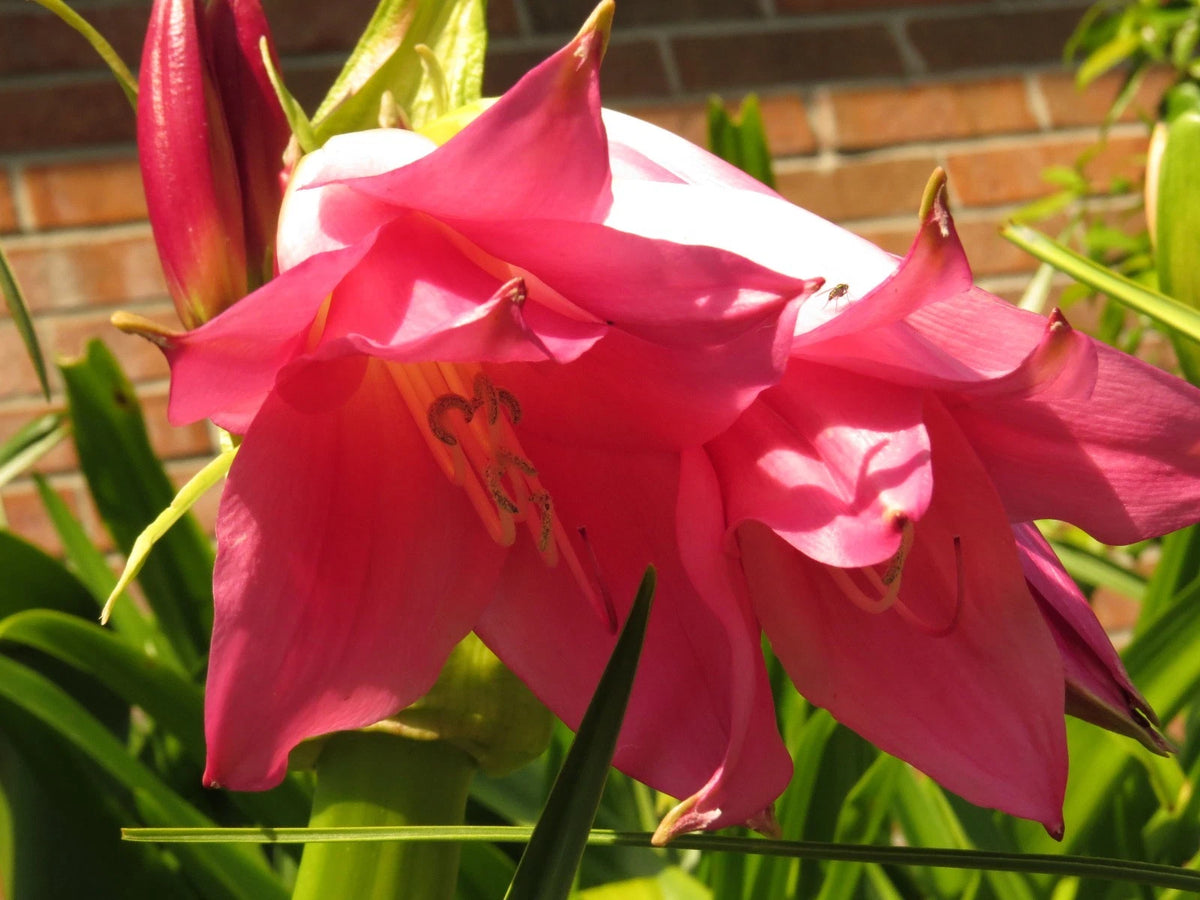 Crinum Lily Charisma Medium-Size Bulb New Amazing