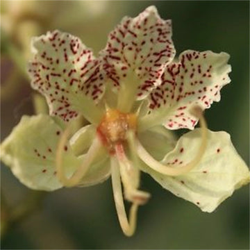 Bauhinia Semla Orchid Tree B Retusa B Roxburghiana Usa – Flower Seeds – Product Image