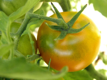 Oaxacan Jewel Tomato – Heirloom Vegetable Garden Seeds