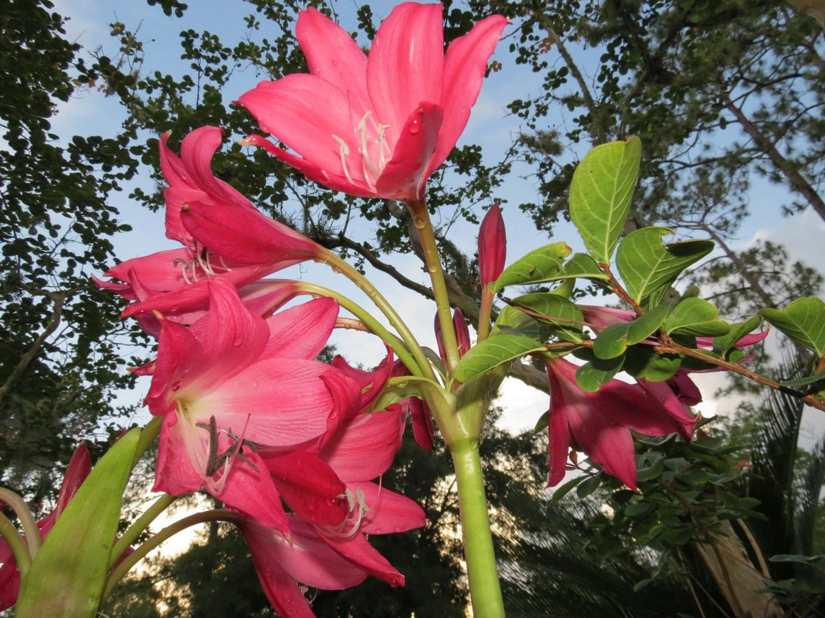 Crinum Lily Burgundy Small-Size Bulb