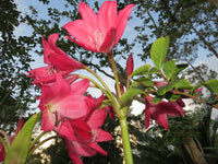 Crinum Lily Burgundy Small-Size Bulb