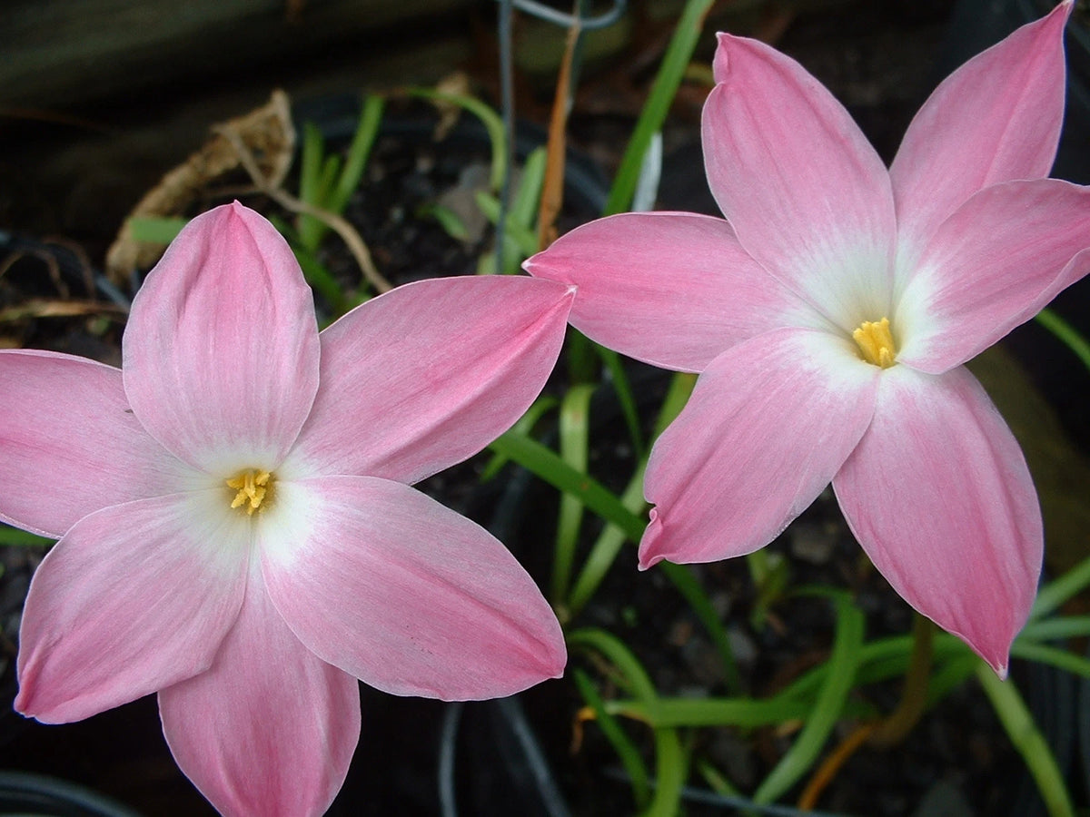 Rain Lily Zephyranthes – Colorful, Mixed Flower Seeds
