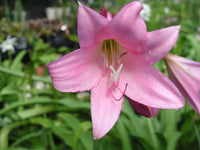 Crinum Lily Cecil Houdyshel Large Blooming-size Bulb - Flower Seeds